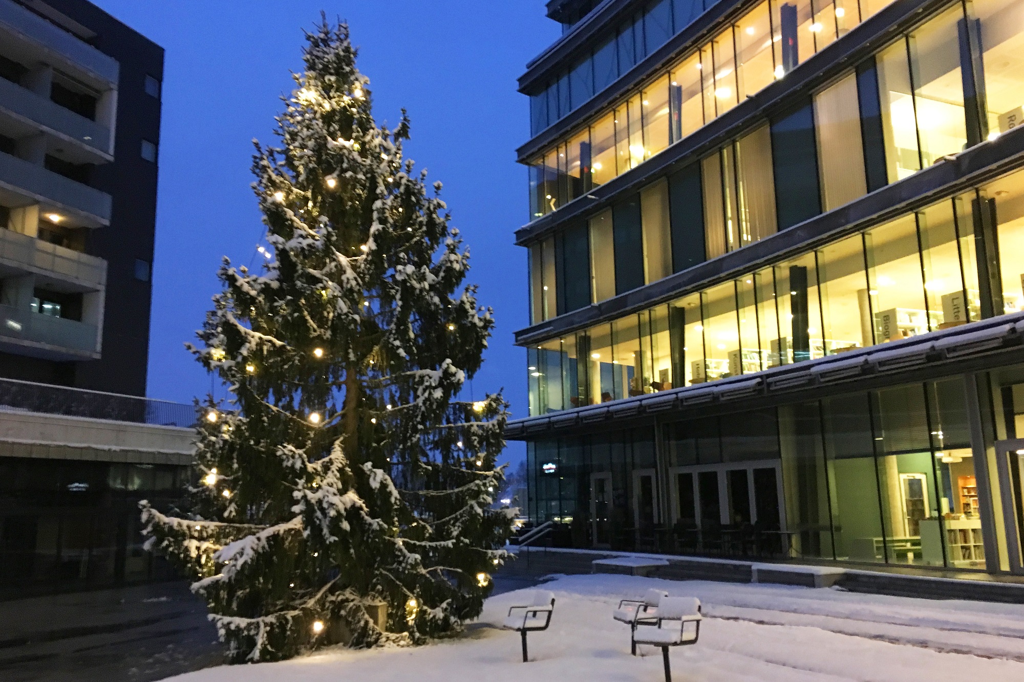 Juletreet foran Lørenskog hus (foto: Siri Adorsen)