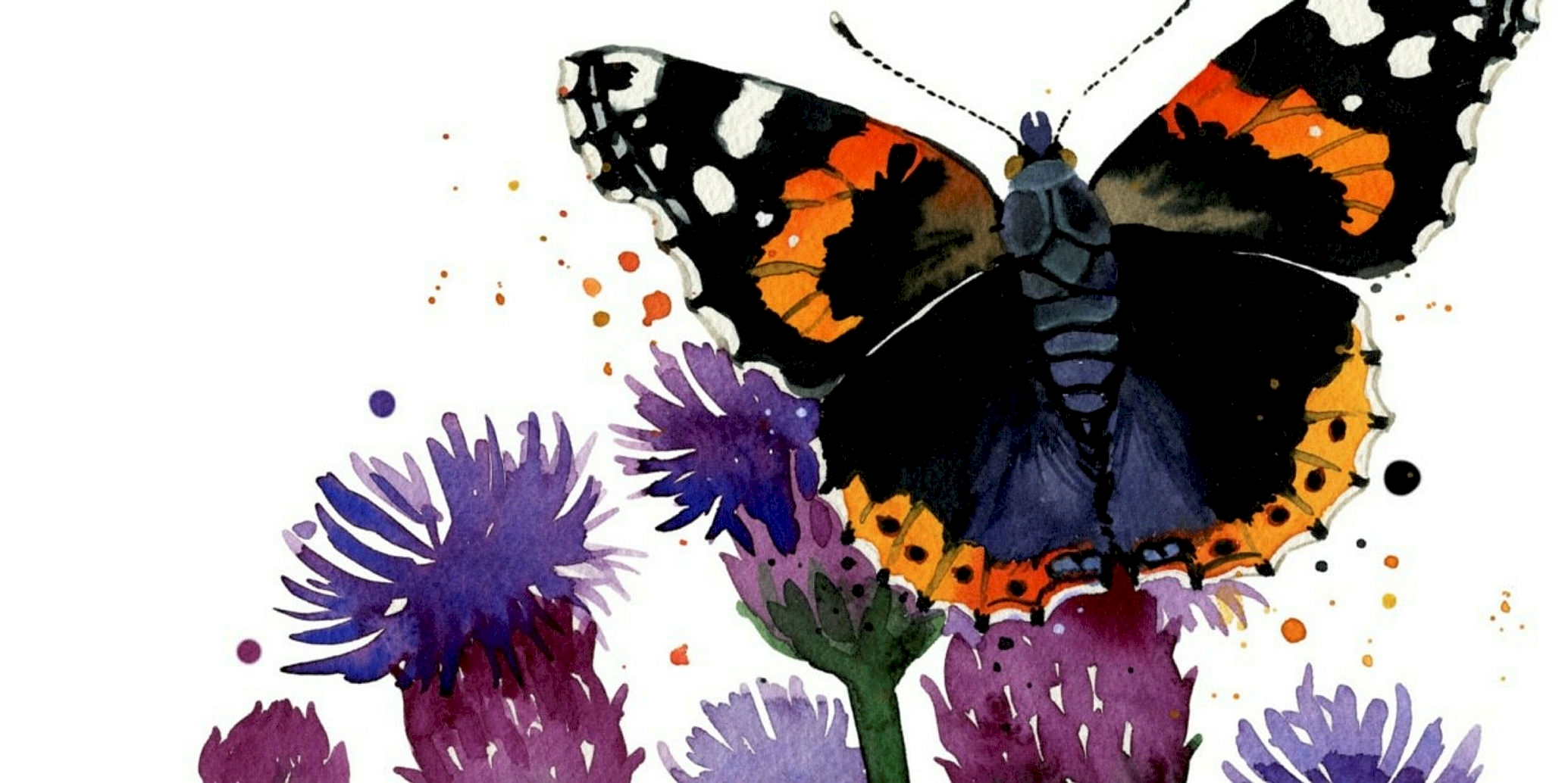 Akvarellbilde av nestlesommerfugn som sitter på lilla tistel.
Illustrasjon: Nina Marie Andersen.